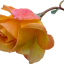 1_webp_a